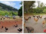pulau-kauai-hawaii-yang-dihuni-banyak-ayam.jpg