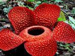 rafflesia-arnoldii.jpg