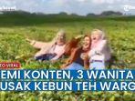 remaja-merusak-kebun-teh-demi-dapatkan-foto-untuk-konten-media-sosial.jpg