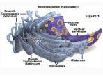 retikulum-endoplasma.jpg