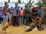 sabung-ayam-1.jpg