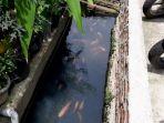 saluran-air-jadi-kolam-ikan.jpg
