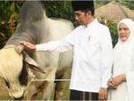 sapi-jokowi-untuk-kurban.jpg
