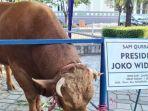 sapi-kurban-Jokowi.jpg