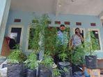 sarang-budidaya-tanaman-ganja-digerebek-oleh-bnn-kota-tasikmalaya-selasa-20102020.jpg