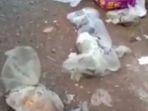 20 Ekor Kucing Mati dalam Keadaan Terbungkus Plastik, Polisi Buka Suara setelah Tangkap Satu Orang