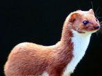 seekor-mink-atau-cerpelai-564674.jpg