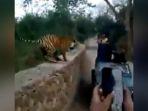 sekelompok-turis-terlihat-bersiap-dengan-kamera-ponsel-mereka-untuk-mengambil-foto-harimau.jpg