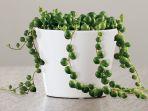 string-of-pearls-tanaman-hias-penyegar-ruangan.jpg