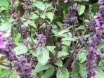 tanaman-basil.jpg