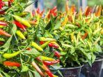 tanaman-cabai.jpg