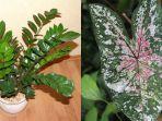 tanaman-hias-67.jpg