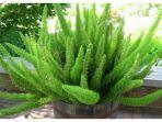 tanaman-hias-jenis-asparagus.jpg