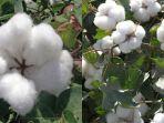 tanaman-kapas.jpg