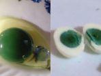 telur-berwarna-hijau.jpg