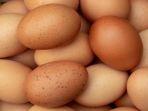 telur-mentah.jpg