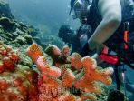 terumbu-karang.jpg