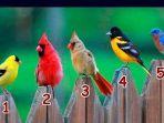 tes-kepribadian-pilih-burung-yang-paling-kamu-suka-3242.jpg