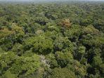 the-congo-basin-forest-123.jpg