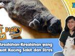 tvri-diary-kucing-kesalahan-kesalahan-pemilik-kucing-yang-buat-kucing-sakit-dan-stres.jpg