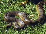 ular-anakonda.jpg