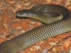 ular-mulga-pseudechis-australis-di-western-cape-australia-barat.jpg