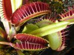 venus-flytrap-tanaman-hias-yang-tidak-disarankan-ahli-untuk-dibeli.jpg