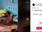 video-viral-seekor-sapi-rebahan-di-atas-kasur-di-dalam-rumah-pemilik.jpg