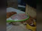 viral-basmi-kutu-kucing-menggunakan-raket-listrik.jpg