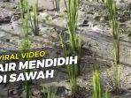 viral-fenomena-sawah-mendidih-di-sumenep-madura.jpg