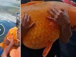 viral-ikan-mas-raksasa-di-danau-toba.jpg