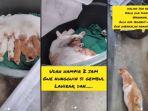 viral-kucing-minta-ditemani-melahirkan.jpg
