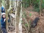 viral-pendaki-panjat-pohon-dibegal-babi-hutan-4567.jpg