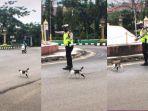 viral-video-polisi-bantu-kucing-menyebrang-jalan-raya.jpg