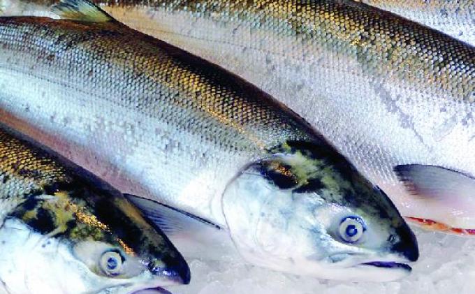 Kasus Dugaan Penipuan dan Penggelapan Jual Beli Ikan di Muara Baru Masuk Pada Tahap Penyelidikan