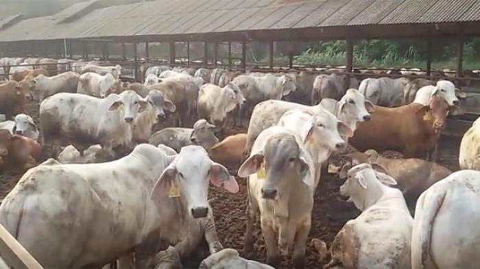 Oknum Anggota DPRD Diduga Terlibat TPPU Bisnis Sapi Senilai Rp5 Miliar, Ini Kata Kuasa Hukum Korban
