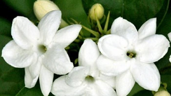 Cocok di Kamar Tidur, Tanaman ini Bisa Beri Efek Menenangkan dan Punya Nilai Dekoratif