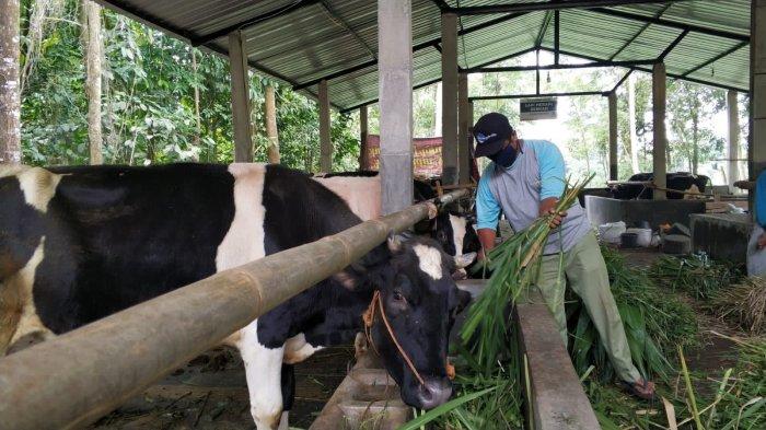 Baznas Edukasi Peternak Cegah Wabah Penyakit Mulut dan Kuku pada Hewan Ternak