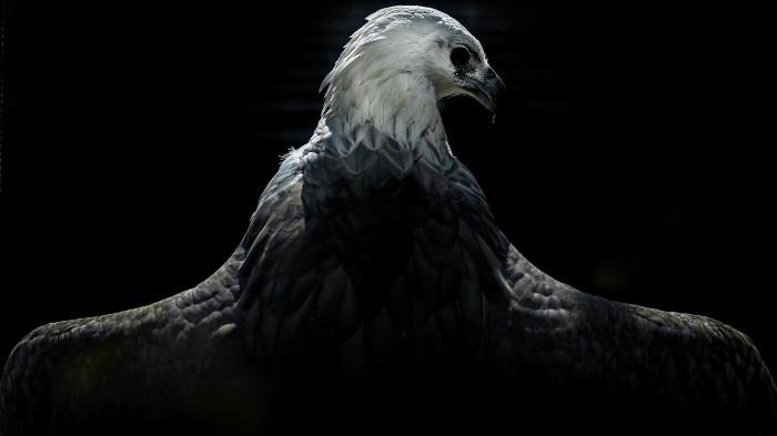 Foto burung Elang terpilih menjadi juara IAPVC 2025