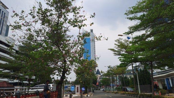 Bak Negeri Sakura, Warna Warni Bunga Tabebuya di Sepanjang Kembangan Bikin Suasana Jadi Romantis