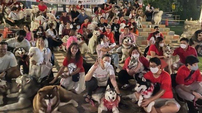 Mengenal "The Jakarta Dog Show 2022", Sebuah Festival Merawat Hewan Kesayangan