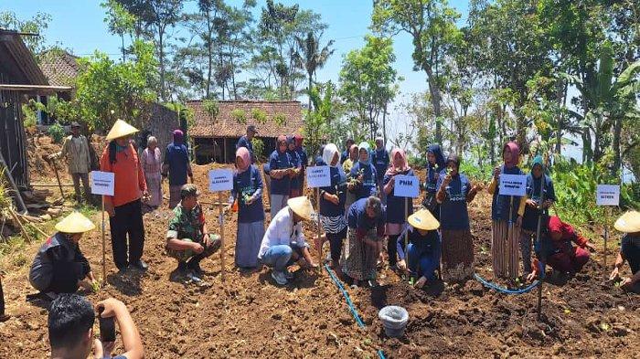 Dukung Petani Indonesia, PNM Lakukan Penanaman 10.000 Lebih Bibit Tanaman Unggul untuk Panen