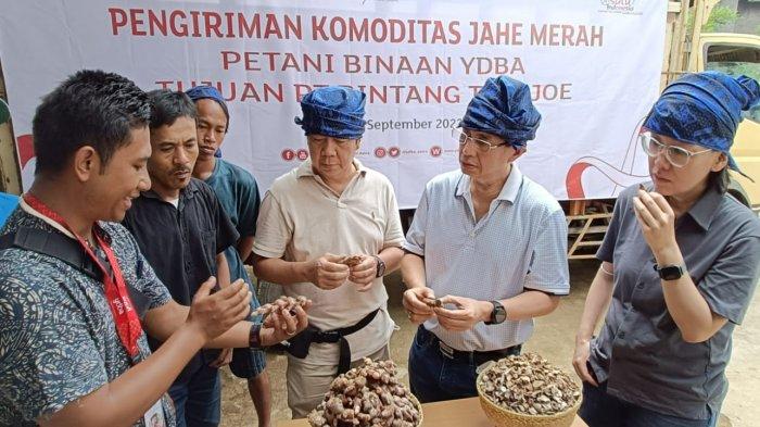 Petani Binaan YDBA  Melakukan Panen Kedua Jahe Merah di Lebak