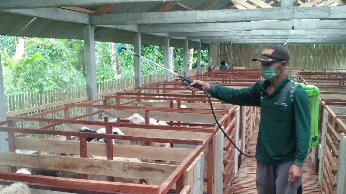 Sudin KPKP Jakarta Utara Memeriksa Sebanyak 813 Ekor Hewan Ternak untuk Mengantisipasi PMK Menular