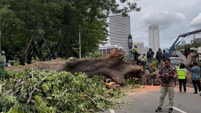 Pohon Mahoni Tumbang di Jalan Sisingamangaraja Arah Senayan Jakarta Selatan hingga Menimpa Mobil