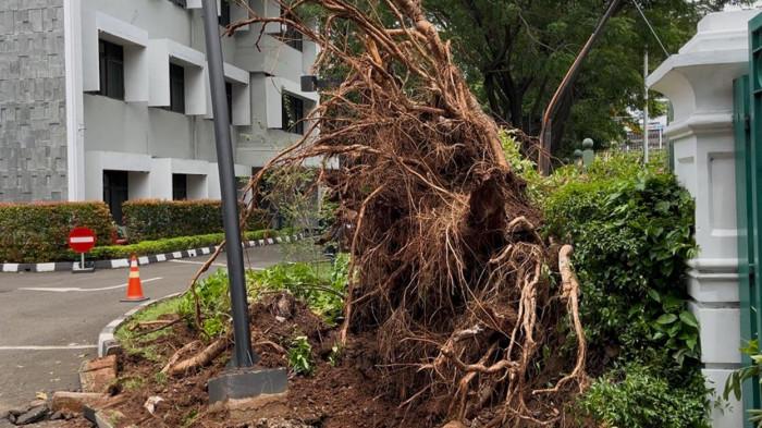 Pohon Mahoni yang Tumbang di Jalan Sisingamangaraja Jaksel Sudah Berusia Seabad