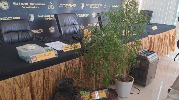 Oge Arthemus Konsumsi dan Budidaya Ganja Sejak Tiga Bulan Lalu demi Hilangkan Stres