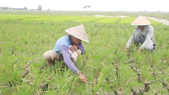 Kekeringan Melanda Lahan Persawahan di 13 Kecamatan Kabupaten Bekasi Akibat El Nino