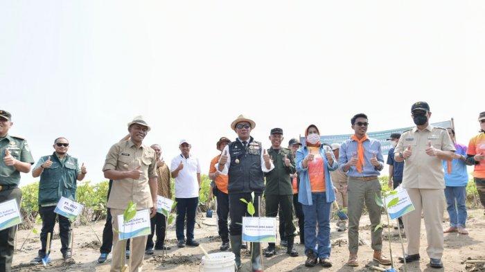 Ratusan Hektar Tanah di Pesisir Pantai Utara Terkikis Air Laut, Jabar Tanam Jutaan Bibit Mangrove