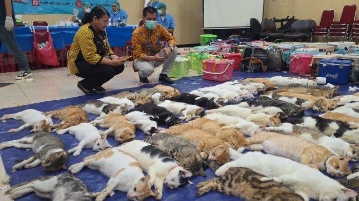 Tekan Populasi, Sudin KPKP Jaktim Sudah Sterilisasi 2.114 Kucing